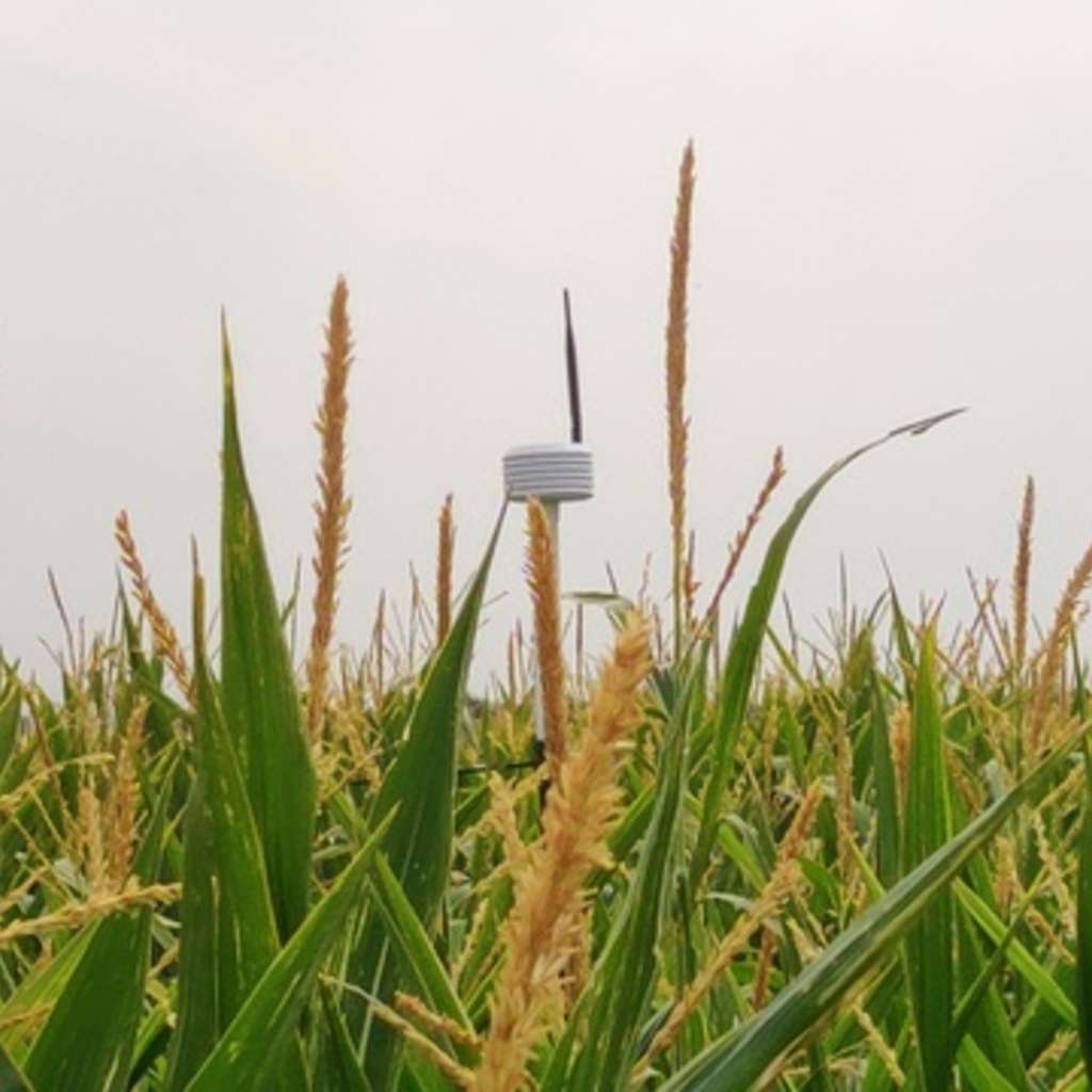 An atmospheric sensor in a cornfield