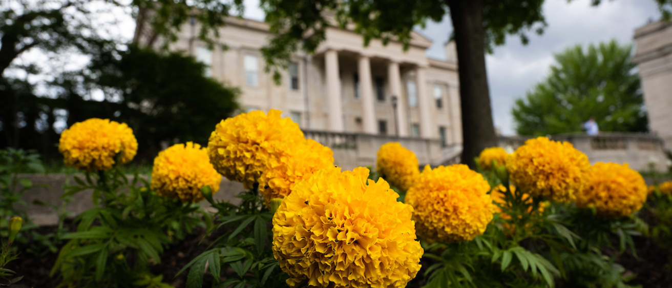 Photo of yellow flowers in front of Old Capitol building