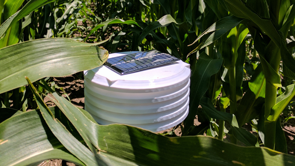 Photo of a weather sensor in a corn field