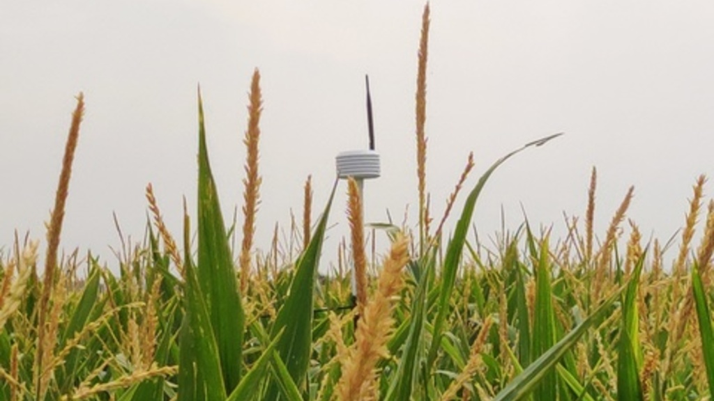 An atmospheric sensor in a cornfield